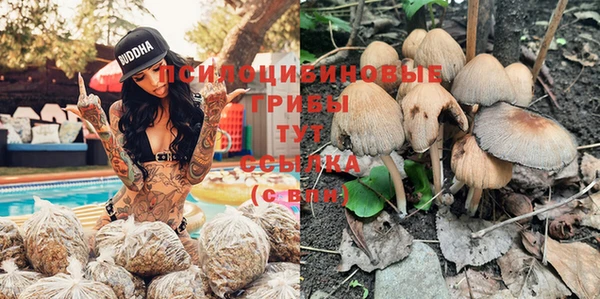 прущие грибы Белокуриха